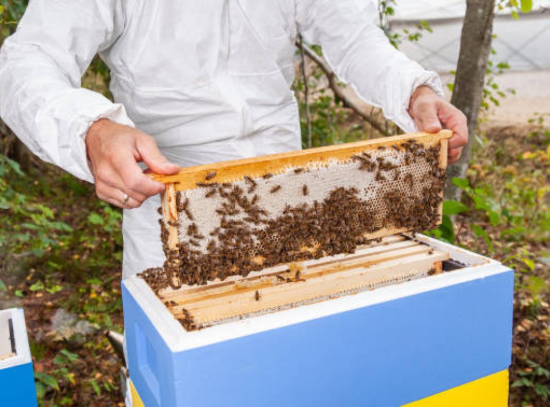 What to Do If You Find a Beehive in Your Attic