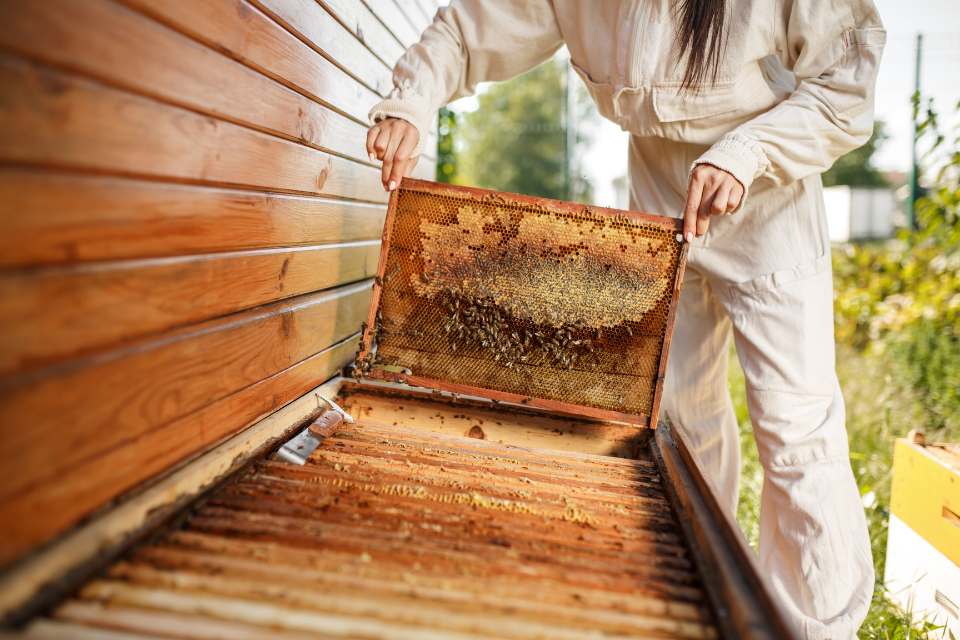 Safe Bee Removal for Homeowners: Step-by-Step Guide