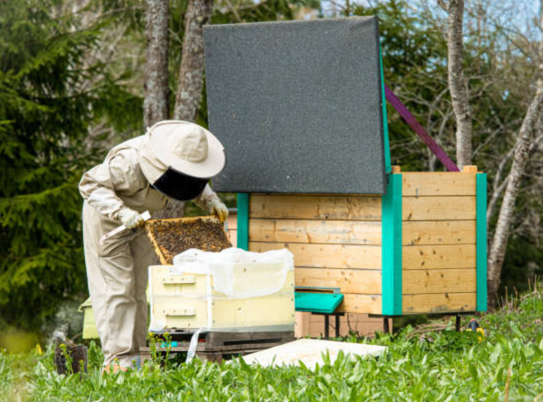 Save the Bees and Your Property: Professional Relocation Services in San Diego