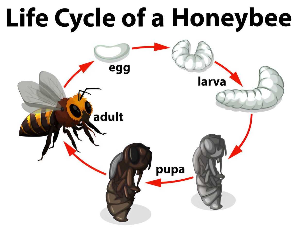 The Lifecycle of Bees and Why Humane Relocation is Important