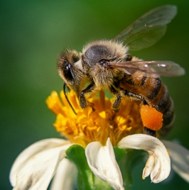 Why Do Bees Swarm? Understanding Their Natural Behavior