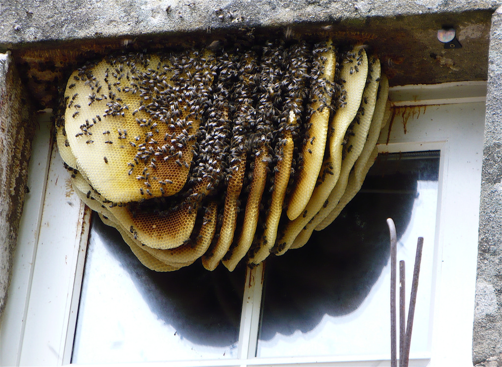 Beecasso live bee removal in progress